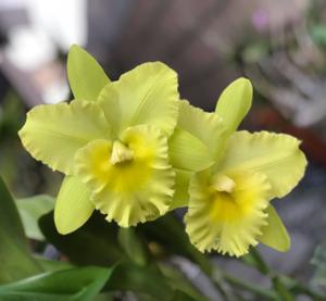 Rhyncholaeliocattleya Karen's Sunrise