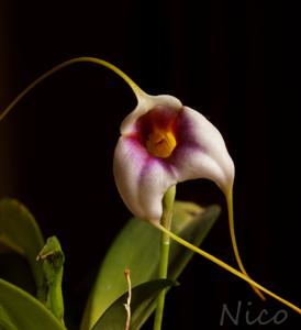 Masdevallia Exquisite Mary