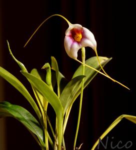 Masdevallia Exquisite Mary