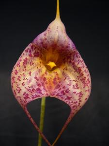 Masdevallia Teipels Jaguar