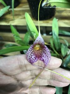 Masdevallia Teipels Super Jaguar