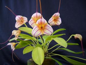 Masdevallia Tuakau Candy