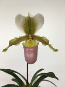 Paphiopedilum Tyke