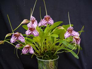 Masdevallia Teipels Leopard