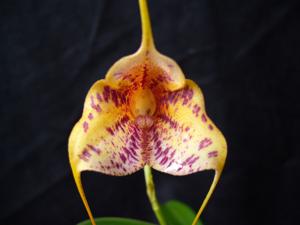 Masdevallia Teipels Leopard