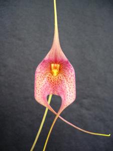 Masdevallia Teipels Maxi Jaguar