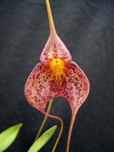 Masdevallia Teipels Super Jaguar