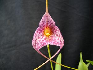 Masdevallia Teipels Super Jaguar