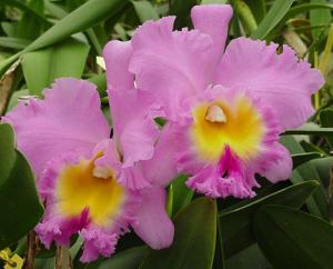 Rhyncholaeliocattleya Chian-Tzy Emperor