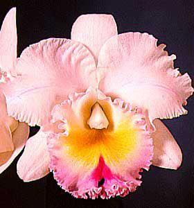 Rhyncholaeliocattleya California Girl