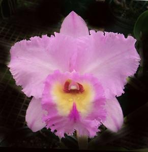 Rhyncholaeliocattleya Donna Kimura