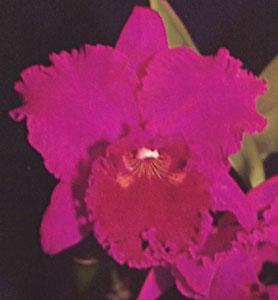 Rhyncholaeliocattleya Fred Stewart