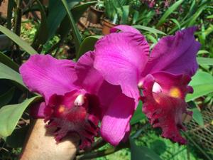 Rhyncholaeliocattleya Fred Stewart