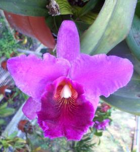 Rhyncholaeliocattleya Hawaiian Trend