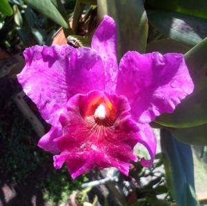 Rhyncholaeliocattleya Hawaiian Trend