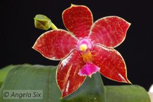 Phalaenopsis Ambomanniana