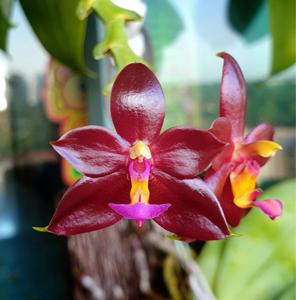 Phalaenopsis Ipoh Red Gem