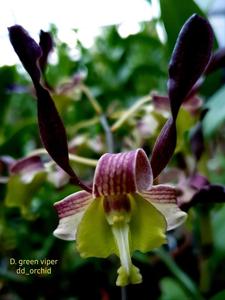 Dendrobium Green Viper