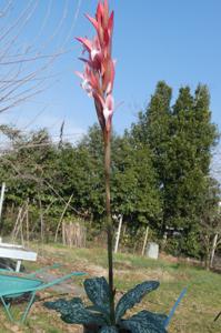 Pterorhynchos Graziano Grando