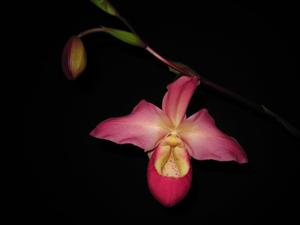 Phragmipedium Peruflora's Spirit