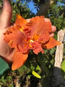 Rhyncholaeliocattleya Suvarnabhumi Delight