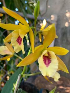 Enanthleya SunCoast Sunflares