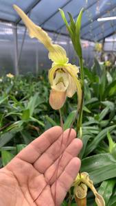 Phragmipedium Memoria Hans Glow