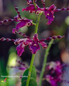 Dendrobium J. Eka Priyatma