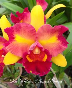 Rhyncholaeliocattleya Nobile's Tropical Sunset