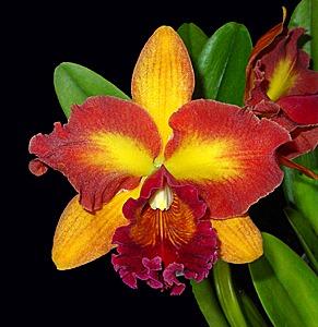 Cattleya Mary Ellen Carter