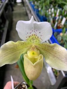 Paphiopedilum Dusty Miller