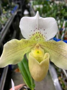 Paphiopedilum Dusty Miller