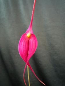 Masdevallia Teipels Purpurrobe