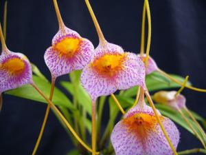 Masdevallia Confetti