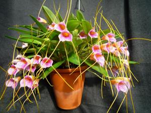 Masdevallia Confetti