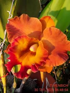 Rhyncholaeliocattleya Dinh Thuy Yen