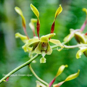 Dendrobium Green Viper