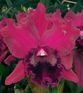 Rhyncholaeliocattleya Port Royal Sound