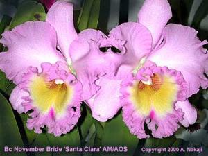 Rhyncholaeliocattleya November Bride