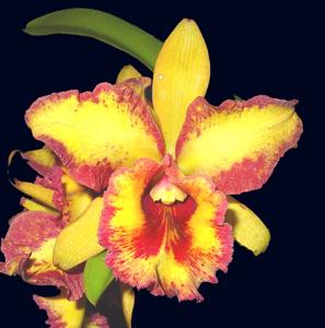 Rhyncholaeliocattleya Michael Gaine