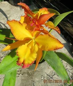 Rhyncholaeliocattleya Melinda Wheeler