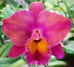 Rhyncholaeliocattleya Memoria Yoshi Tsubaki