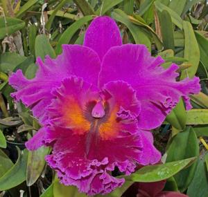 Rhyncholaeliocattleya Dmitri