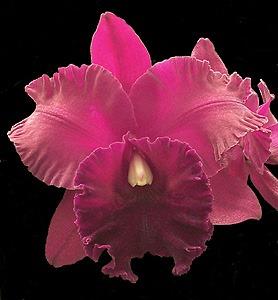 Rhyncholaeliocattleya Mac Holmes