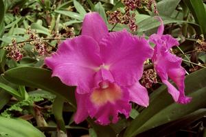 Rhyncholaeliocattleya Mac Holmes