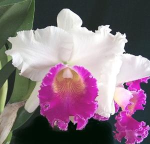 Rhyncholaeliocattleya Good News