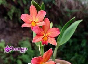 Cattleya Jinn