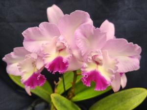 Laeliocattleya Angel Heart