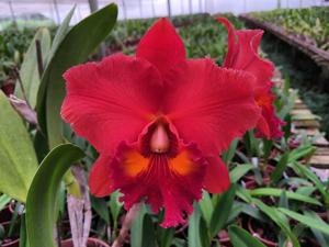 Rhyncholaeliocattleya NSA Linda Dona