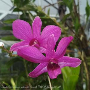 Dendrobium Bantimurung